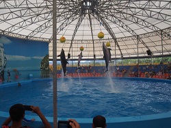 �C���J�V���[�v�[�P�b�g