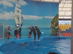 �C���J�ƃA�U���V�[�̃V���[