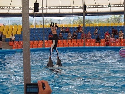 �v�[�P�b�g�ŃC���J�V���[�����`�P�b�g